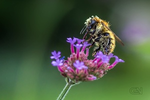 20170716215403-ec09c14a