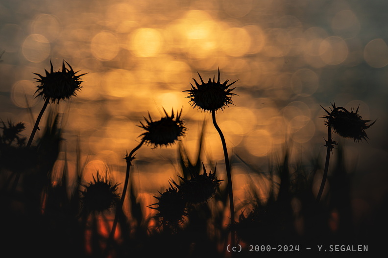 DSC05277-Avec accentuation-NR.jpg