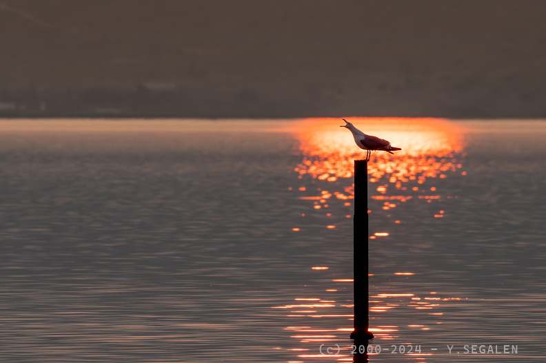 DSC05481-Avec accentuation-NR.jpg