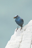 MONTICOLE BLEUE