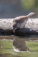 OISEAU A PAULLILES