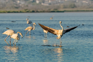 FLAMANT CANET 01
