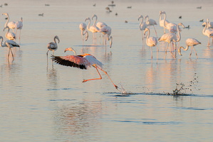 FLAMANT CANET 02