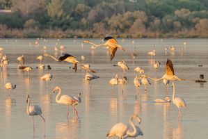 FLAMANT CANET 03