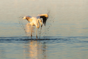 FLAMANT CANET 04